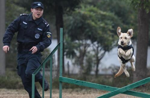 警犬“皮特”备战它的首个春运