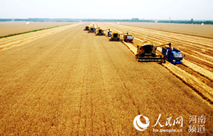 河南西华:一个产粮大县的“减肥”革命
4月的河南周口,麦苗正抽穗。
西华县10万亩小麦对比田里,麦苗尤其肥壮油绿,麦穗均匀饱满,“减肥”后的提质增效水到渠成。这个农业大县悄然进行着一场农业“比武”,要把品质和产能提上去,把化肥农药用量降下来。
【详细】