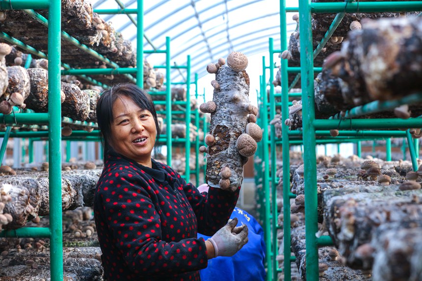 河南省光山县正和农业专业合作社花菇种植基地里，看着丰收的花菇，村民喜上眉梢。谢万柏摄