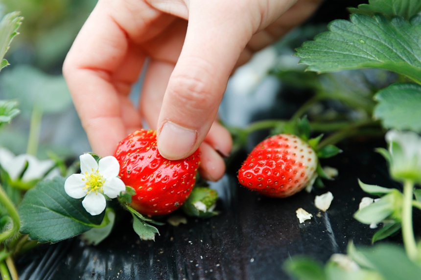 游客采摘草莓。何五昌摄