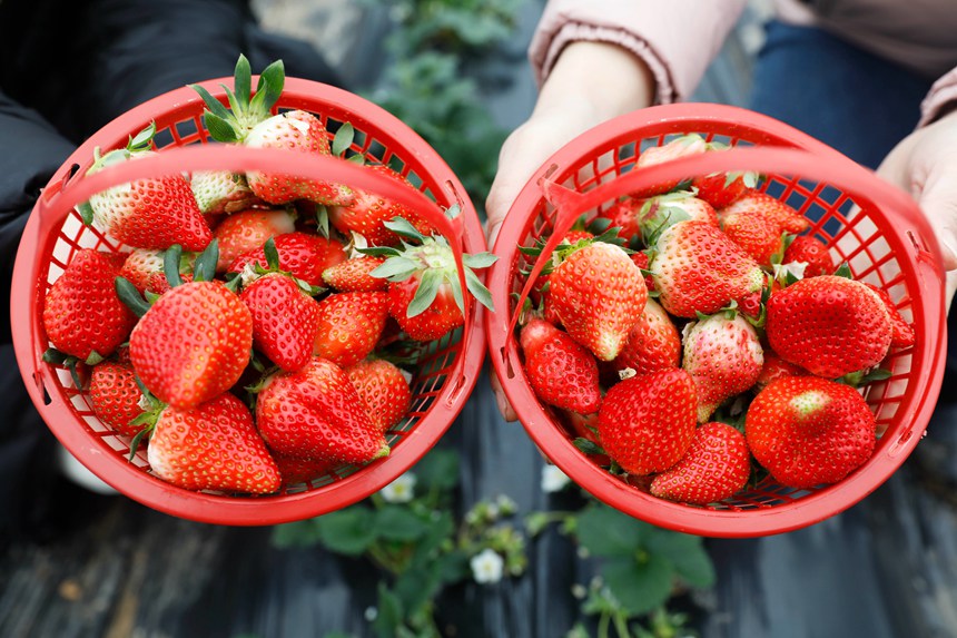 游客展示采摘的草莓。何五昌摄