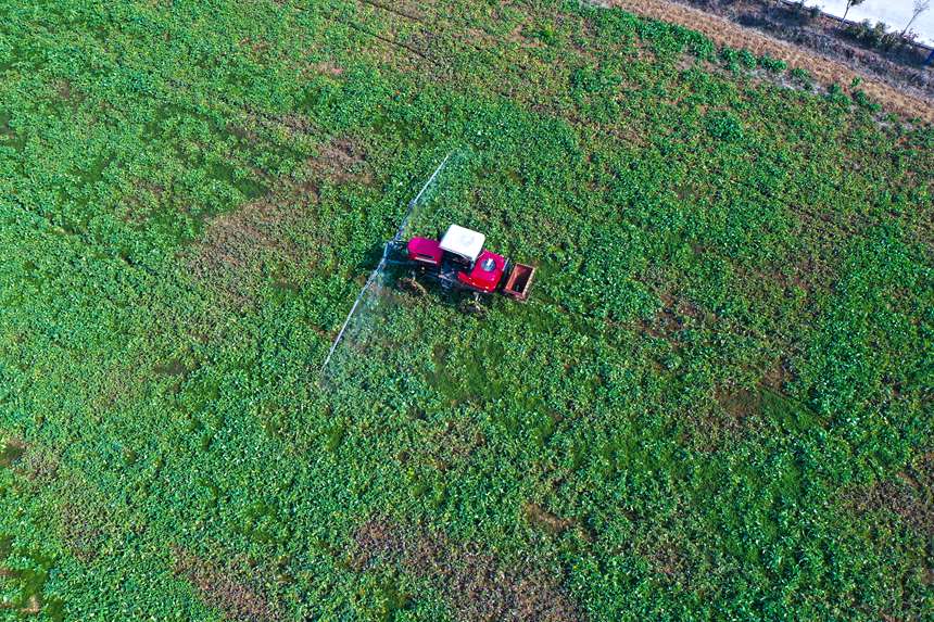 河南省光山县新民农业机械化合作社社员在用自走式机械给油菜喷洒叶面肥。谢万柏摄