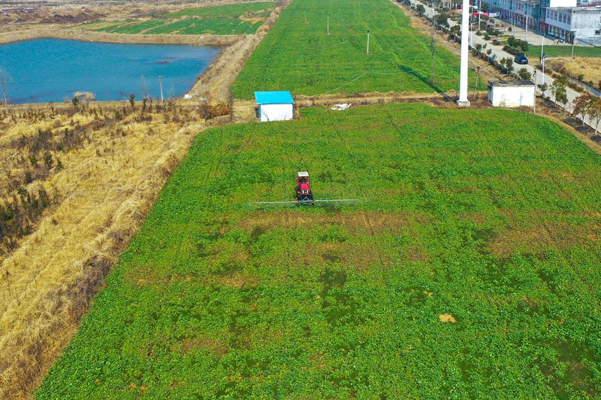 河南省光山县新民农业机械化合作社社员在用自走式机械给油菜喷洒叶面肥。谢万柏摄