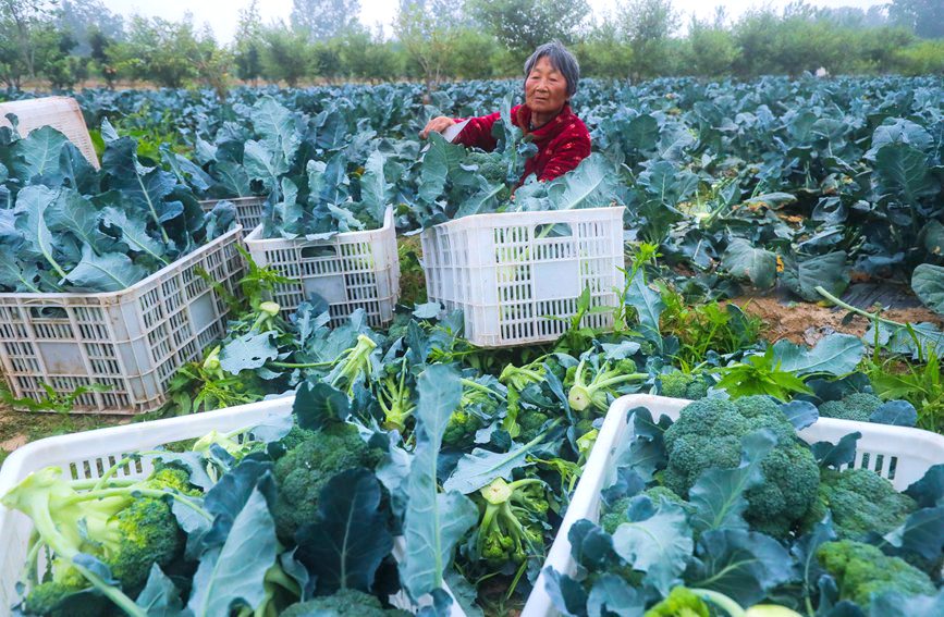 河南省信阳市光山县农民正在采收西兰花。谢万柏摄