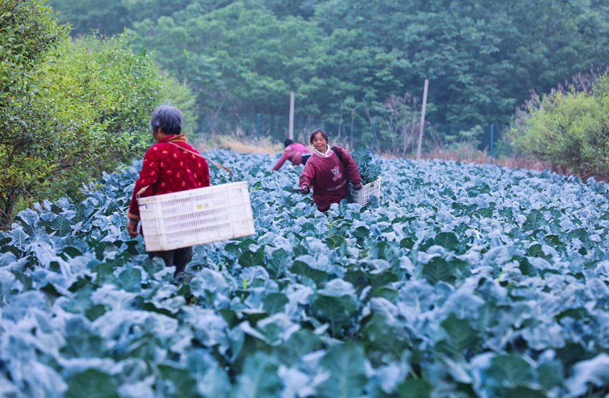 河南省信阳市光山县农民正在采收西兰花。谢万柏摄