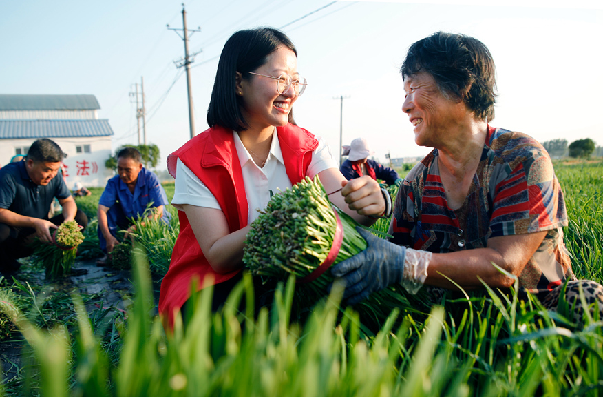 河南尉氏县庄头镇党员志愿者在马头岗村帮助村民收获蔬菜进行外销。 李新义摄