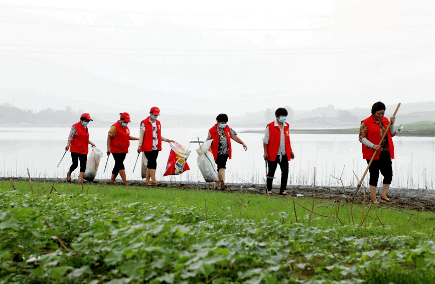 志愿者正在丹江支流紫气河中忙碌着。王倩摄
