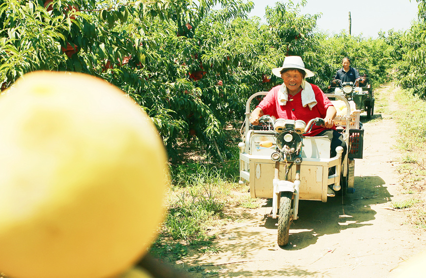 村民正在采摘黄桃。 李新义摄 