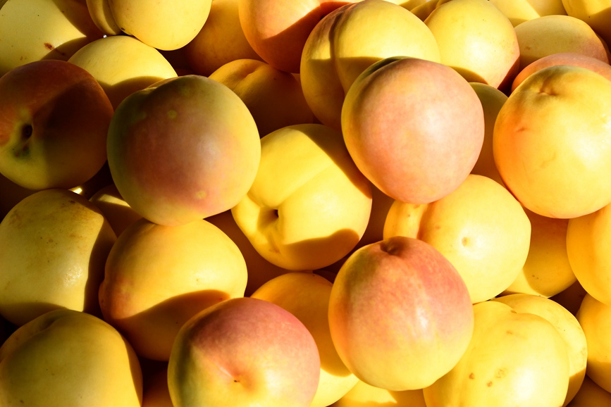 黄桃迎来丰收季。