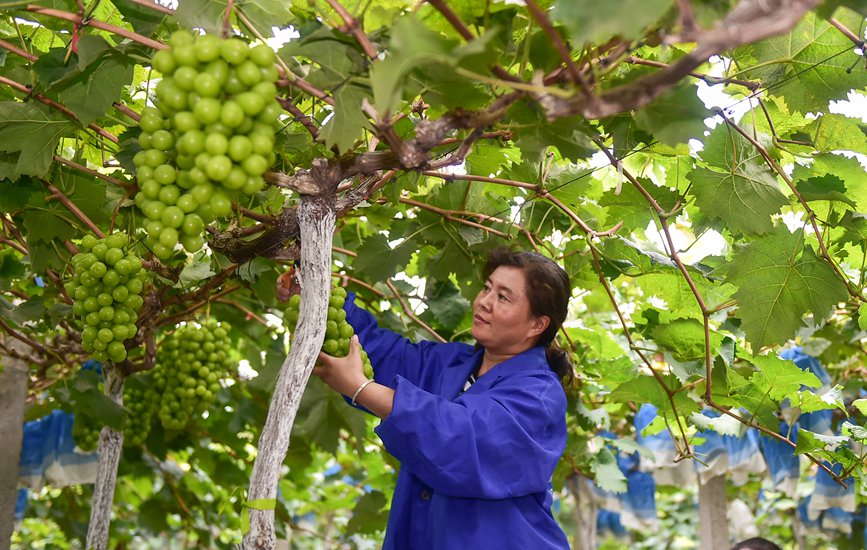 种植基地内，工人们正在采摘成熟的葡萄。 黄政伟摄 