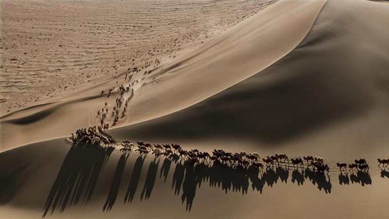 震撼！航拍巴丹吉林沙漠骆驼冬日转场