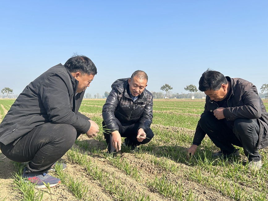 滑县农技推广中心植保站站长陈一品（中）指导农民加强冬季田间管理措施。高聪摄