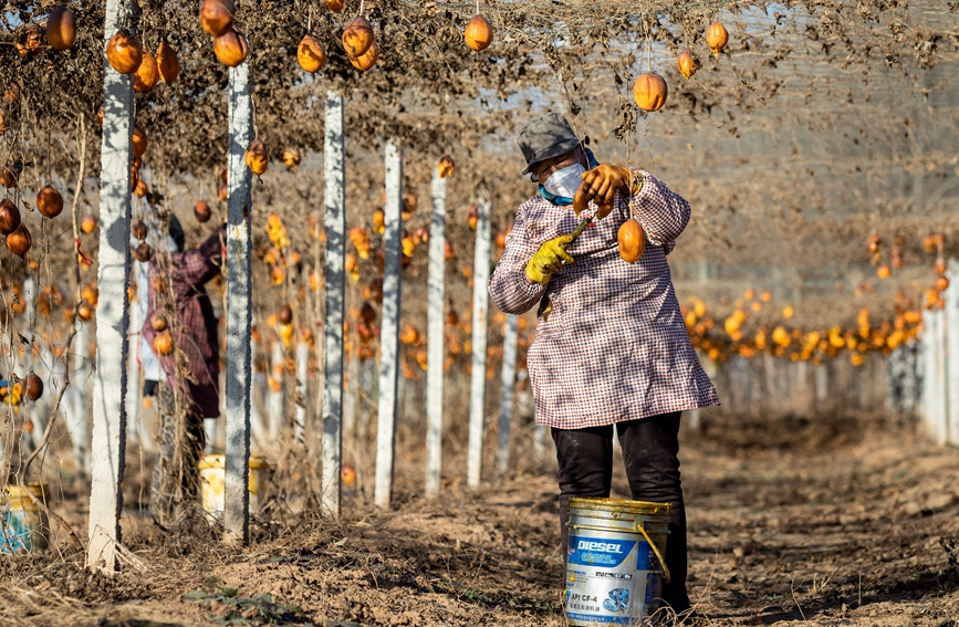 12月14日，农民在河南省安阳市安阳县永和镇志新种植合作社的瓜蒌棚内采挖瓜蒌籽。王建安摄 