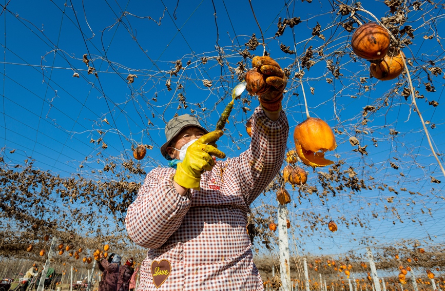 12月14日，农民在河南省安阳市安阳县永和镇志新种植合作社的瓜蒌棚内采挖瓜蒌籽。王建安摄