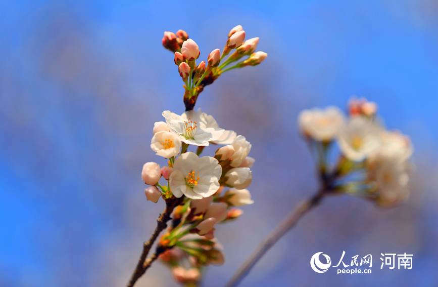 春意融融，百花吐芳。人民网程明辉摄