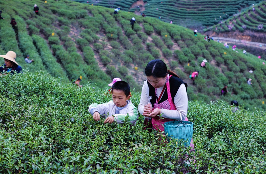 河南省信阳市光山县茶农正在抢抓农时采摘春茶。谢万柏摄