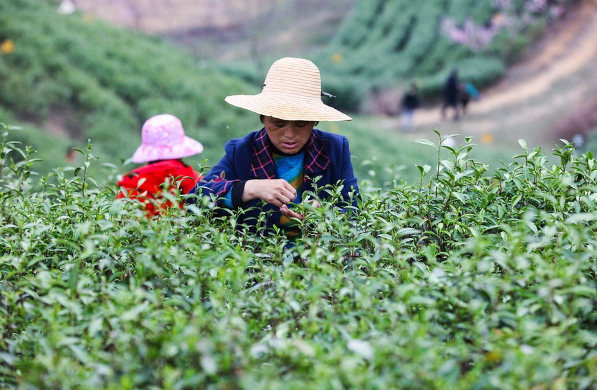 河南省信阳市光山县茶农正在抢抓农时采摘春茶。谢万柏摄