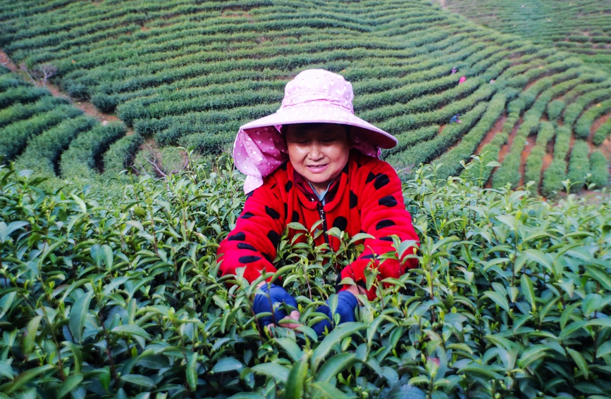 光山县大尖山茶叶种植基地茶农正在抢抓农时采摘毛尖春茶。谢万柏摄