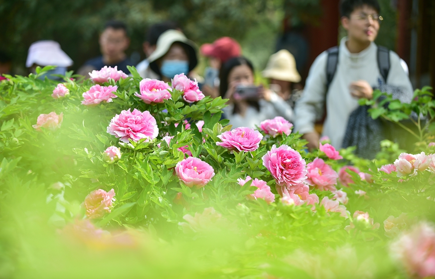 众多游客在河南省洛阳市王城公园欣赏盛开的牡丹花。 黄政伟摄 