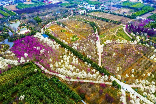 南召：玉兰繁花似锦扮靓山乡