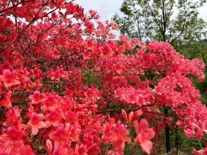 杜鹃花开游人醉