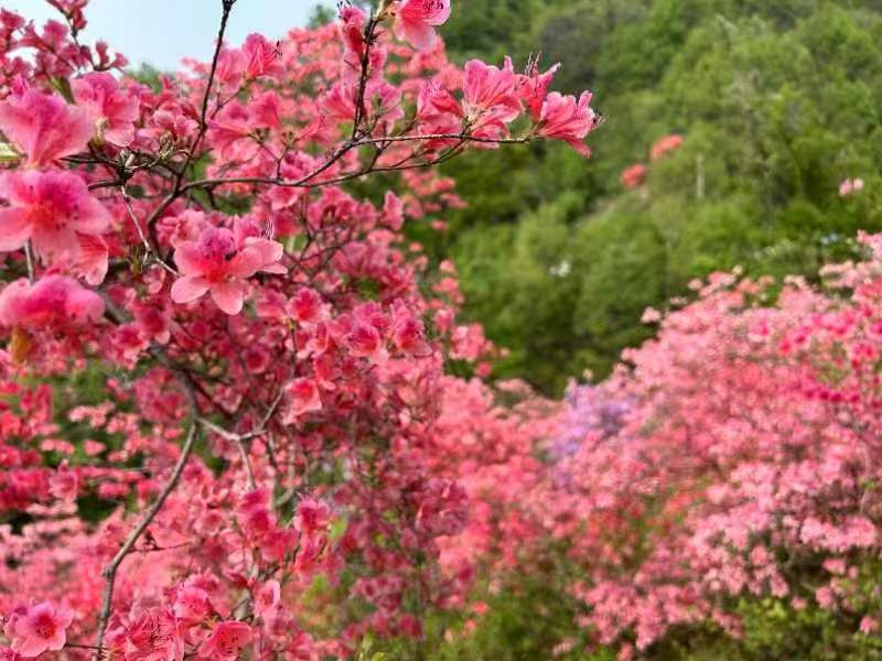 杜鹃花开游人醉