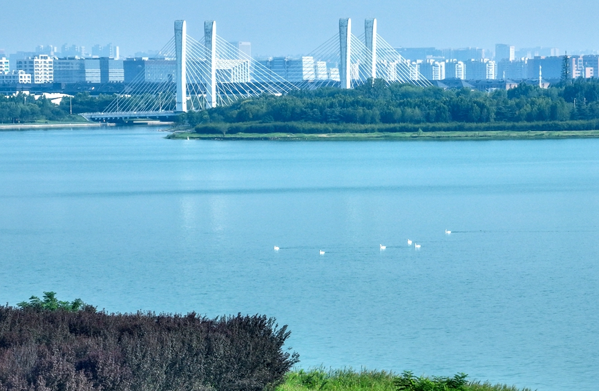 湖边空气中弥漫着清新的气息，天鹅们悠然地在水中游弋。在湖的一侧，桥梁矗立，现代化的城市建筑群在远处若隐若现。郜媛摄