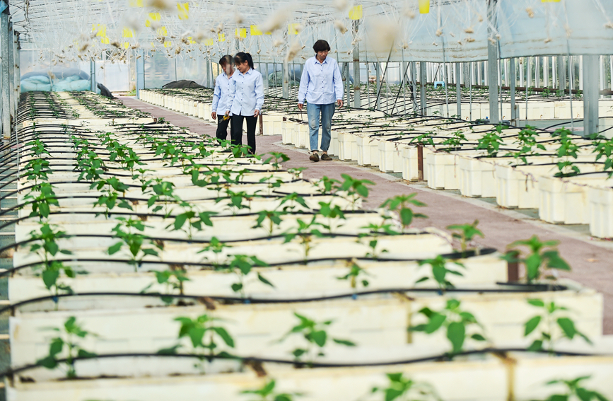 工人在河南洛阳市孟津区送庄镇洋丰农业生态园智能化大棚内，管理养护无土栽培的蔬菜。黄政伟摄