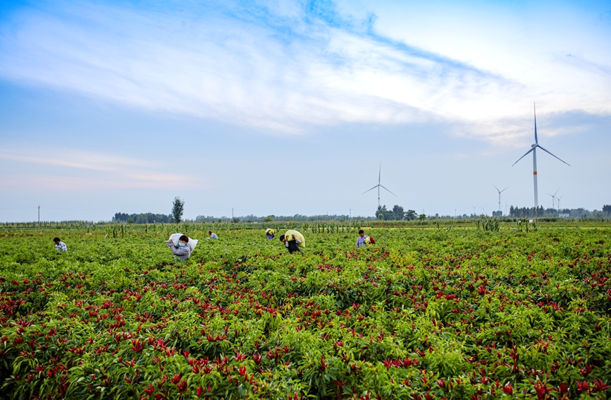 河南省内黄县12万亩辣椒迎来丰收季。田贵习摄 