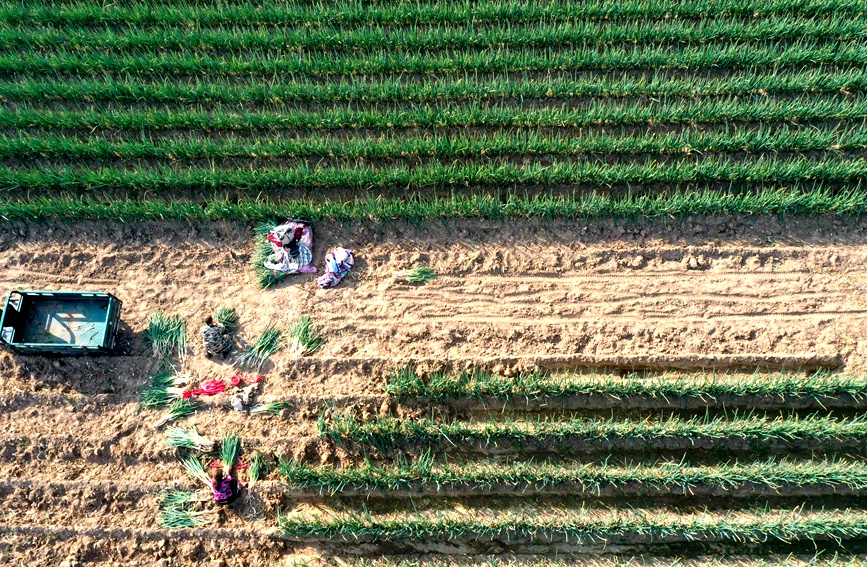 河南省内黄县杜庄村农民在收获大葱。刘肖坤摄