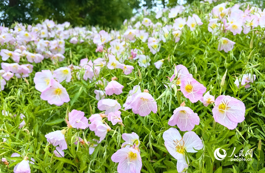 层层叠叠的花瓣，勾勒出淡雅美丽的春天画卷。人民网 侯琳琳摄