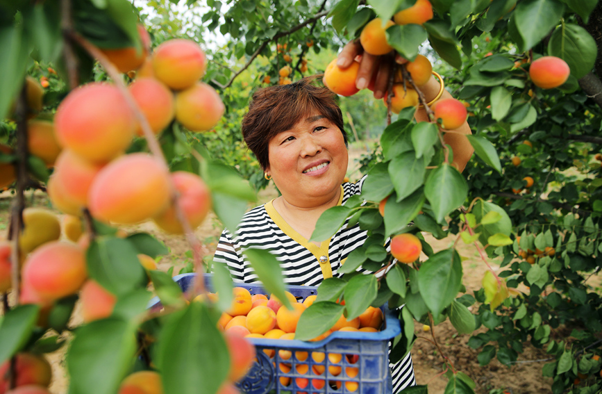 村民在大杏种植园采摘大杏进行外销。 李新义摄