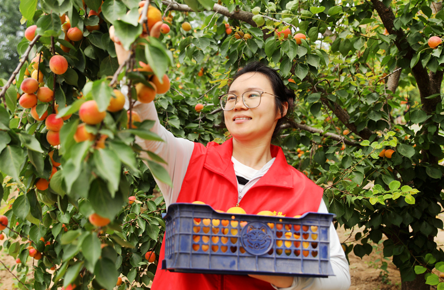 村民在大杏种植园采摘大杏进行外销。 李新义摄