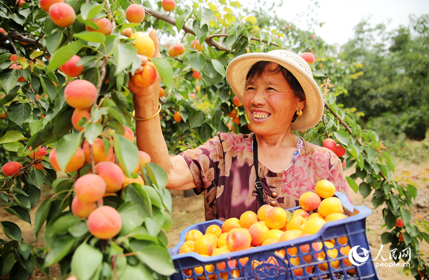 村民在大杏种植园采摘大杏进行外销。人民网 霍亚平摄