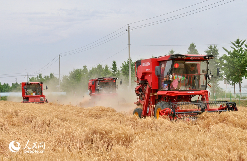 河南漯河市贾湖田园综合体项目小麦抢收现场。人民网 程明辉摄