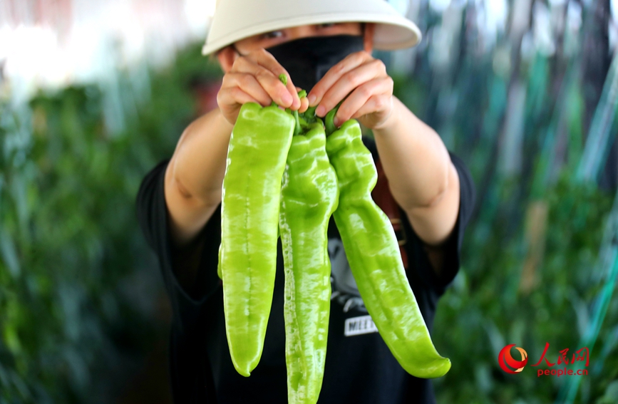 在河南省开封市杞县沙沃乡王大夫庄果蔬种植基地，蔬菜长势喜人。人民网 霍亚平摄