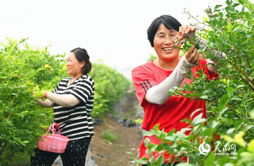 工人在采摘蓝莓。人民网 辛静摄