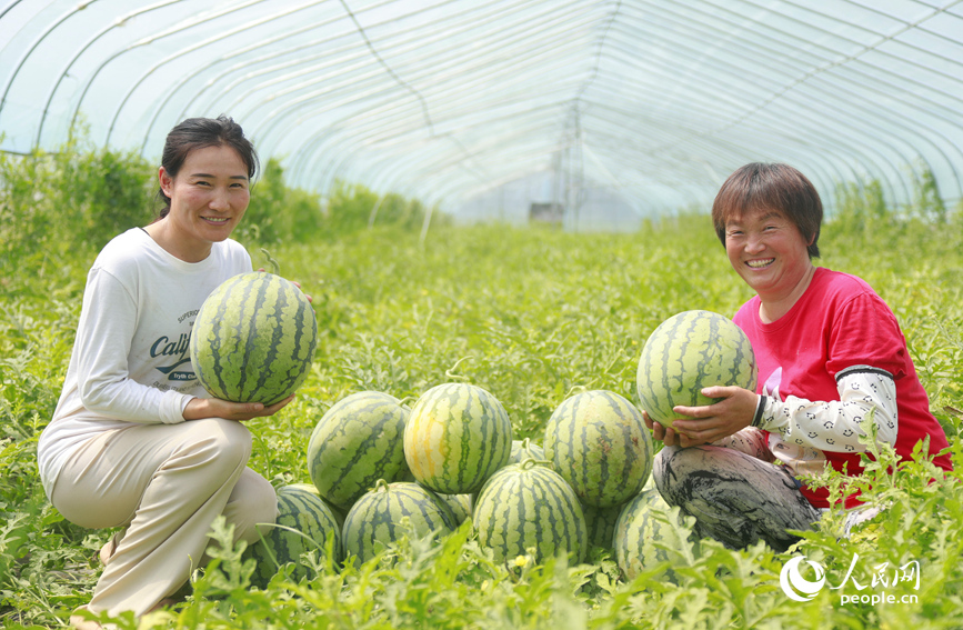 西瓜喜获丰收。人民网 霍亚平摄