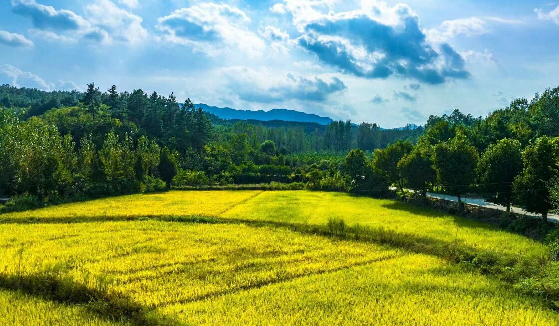 丰收在望。蔡文杰摄