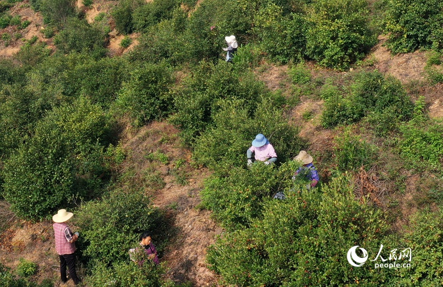 观音山油茶基地农户正在采摘油茶。人民网记者 王玉兴摄