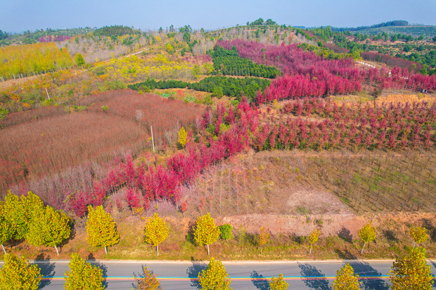 信阳光山县：枫叶红了 “枫”景正好