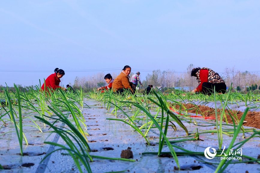 11月22日，村民在河南省南阳市社旗县桥头镇新街村洋葱种植基地移栽洋葱苗。人民网 程明辉摄