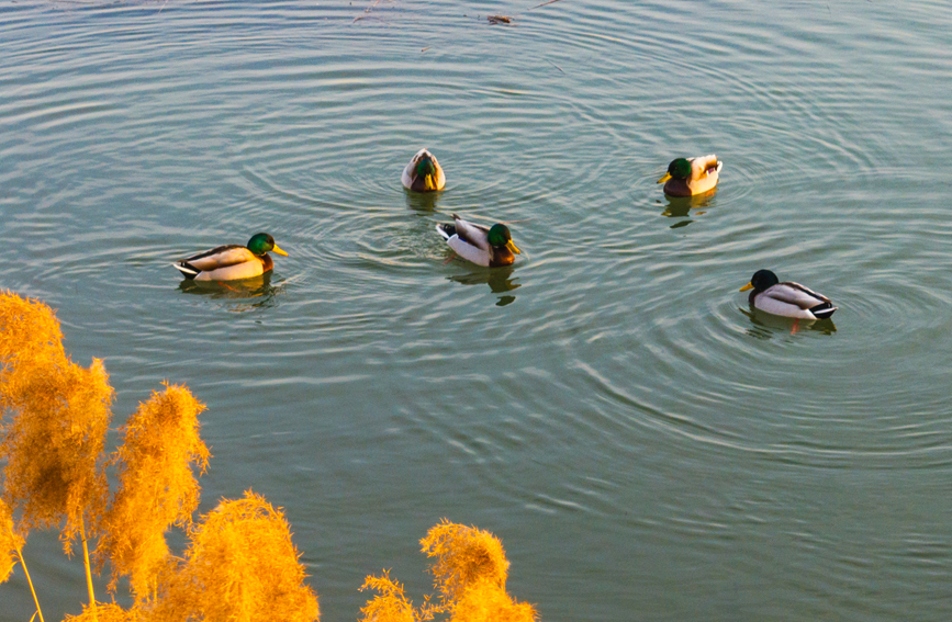 候鸟在吴屯水库湿地保护区越冬。杨其格摄