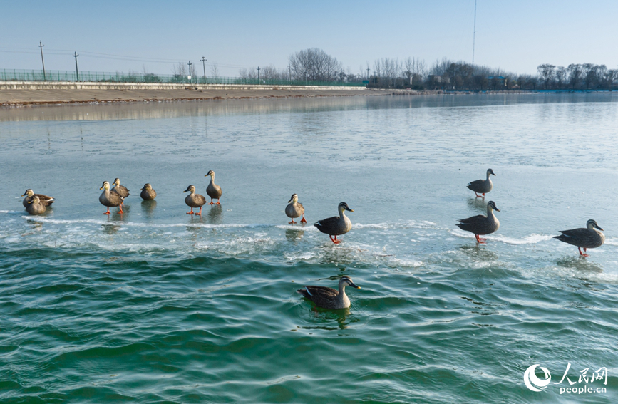 越冬的候鸟。人民网 常力元摄