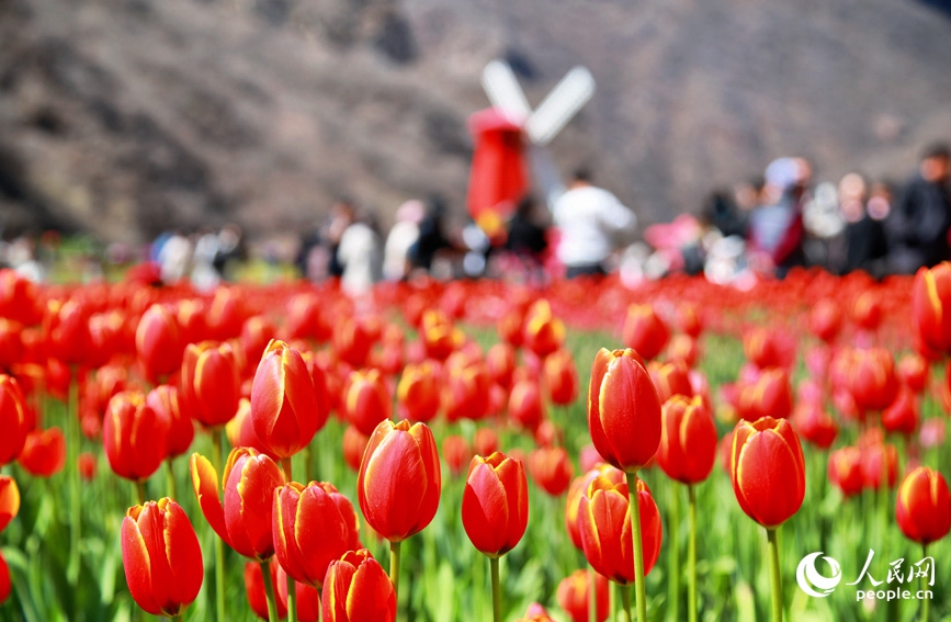 郁金香迎来了盛花期。人民网 黄莎摄
