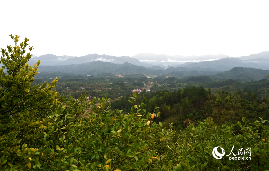 白沙岭油茶种植基地。人民网记者 王玉兴摄 