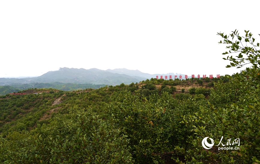 白沙岭油茶种植基地。人民网记者 王玉兴摄