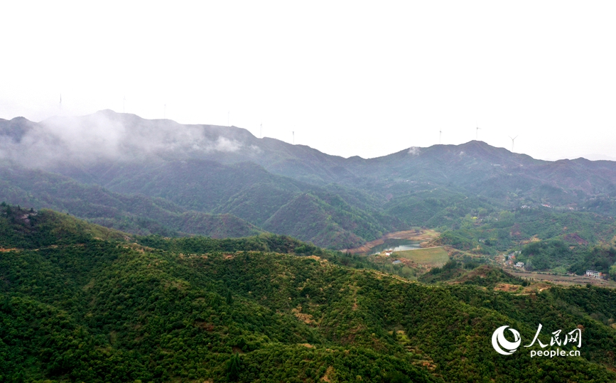 航拍白沙岭油茶种植基地。人民网记者 王玉兴摄 
