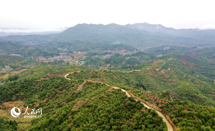 航拍白沙岭油茶种植基地。人民网记者 王玉兴摄 