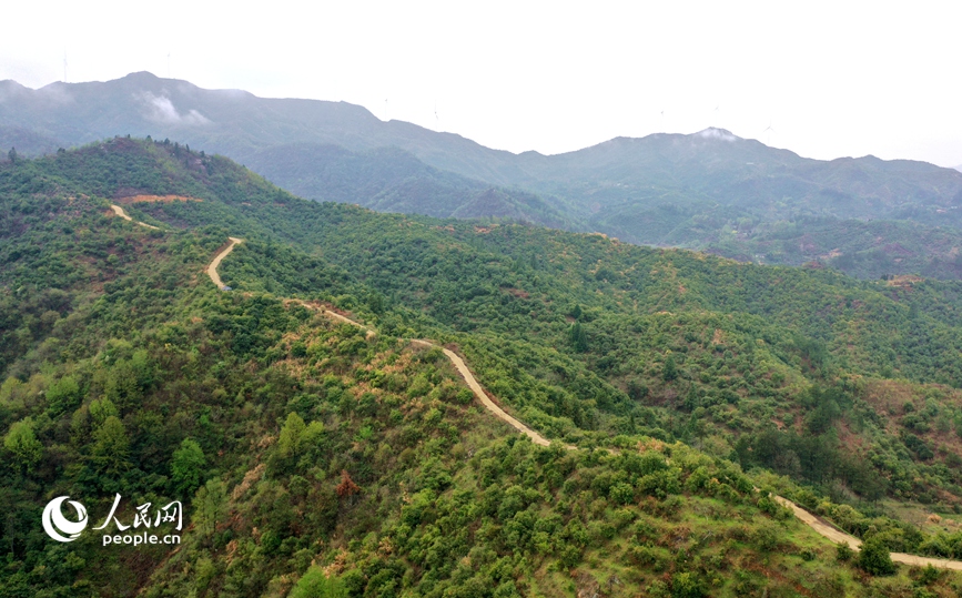 航拍白沙岭油茶种植基地。人民网记者 王玉兴摄 